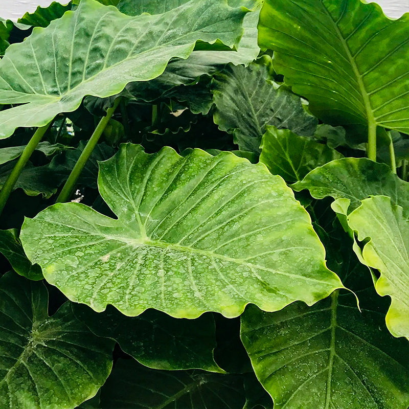 ALOCASIA CALIFORNIA 10"