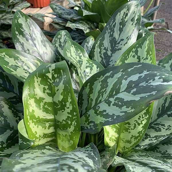 AGLAONEMA MARY ANN 10"