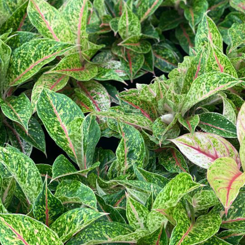 AGLAONEMA NIGHT SPARKLE 4"