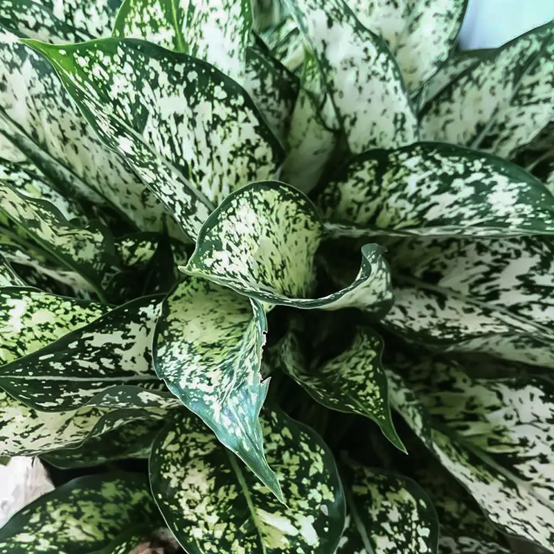 AGLAONEMA SPRING SNOW 5"