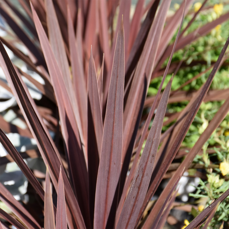 CORDYLINE RED SENSATION 10"