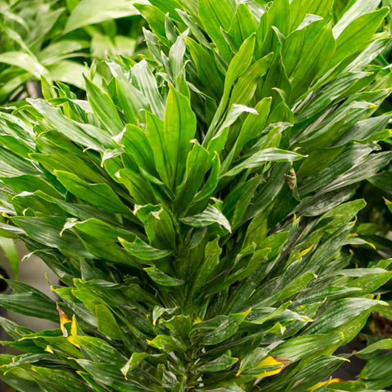 DRACAENA GREEN JWL 4321 12"