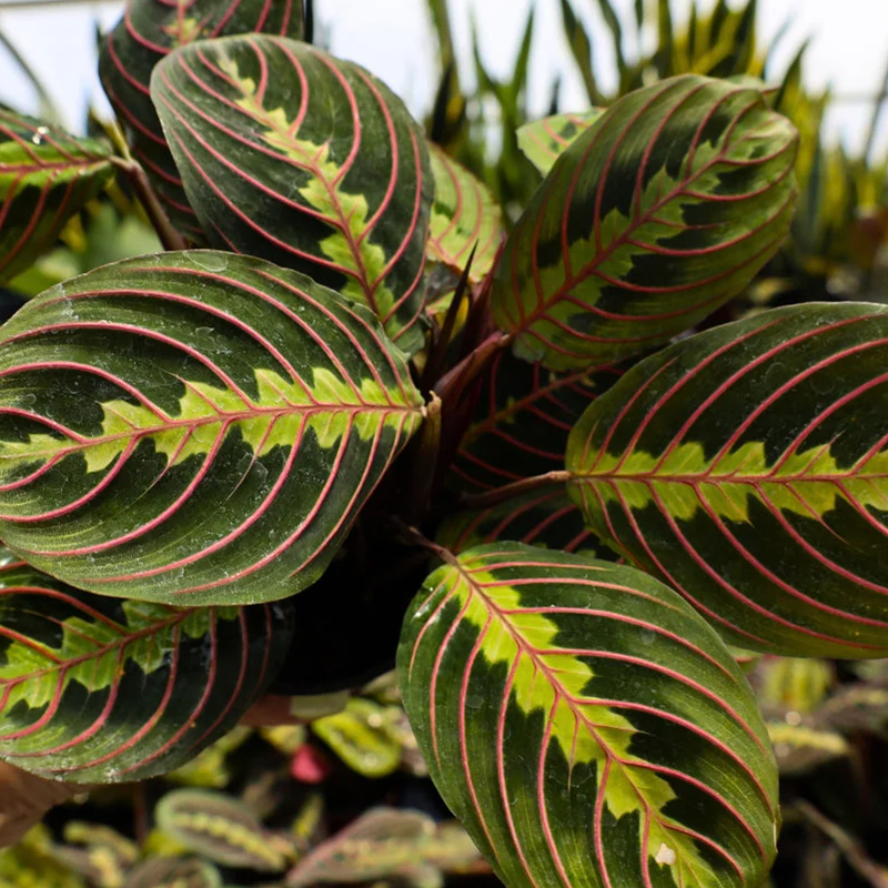 MARANTA RED 6"