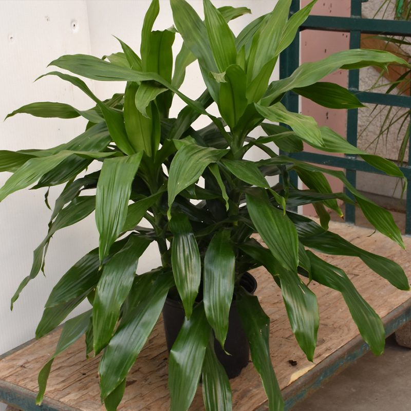 DRACAENA JANET CRAIG 10"