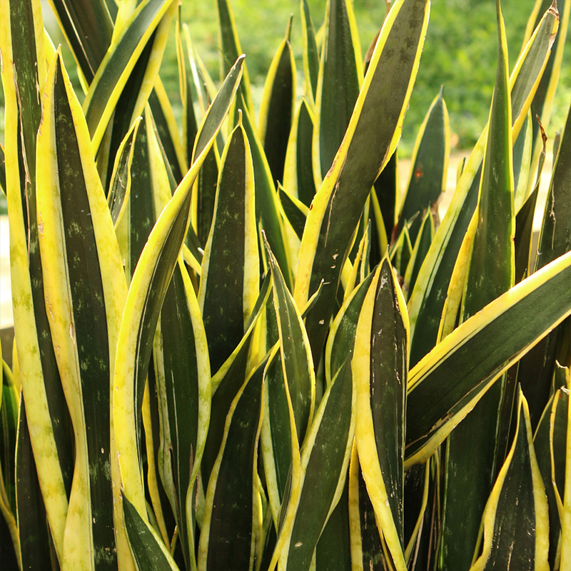 SANSEVIERIA BLACK GOLD 6"