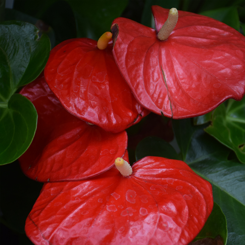 ANTHURIUM 4"