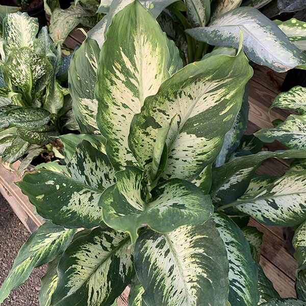 DIEFFENBACHIA AMOENA BRYANT 10"