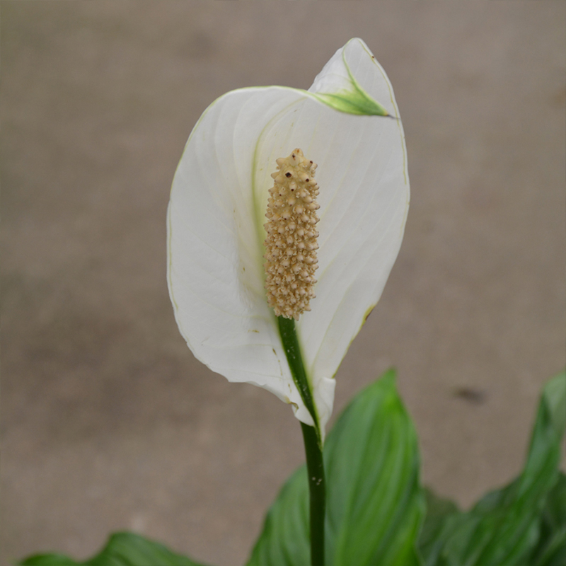 SPATHIPHYLLUM SWEET PABLO 10"