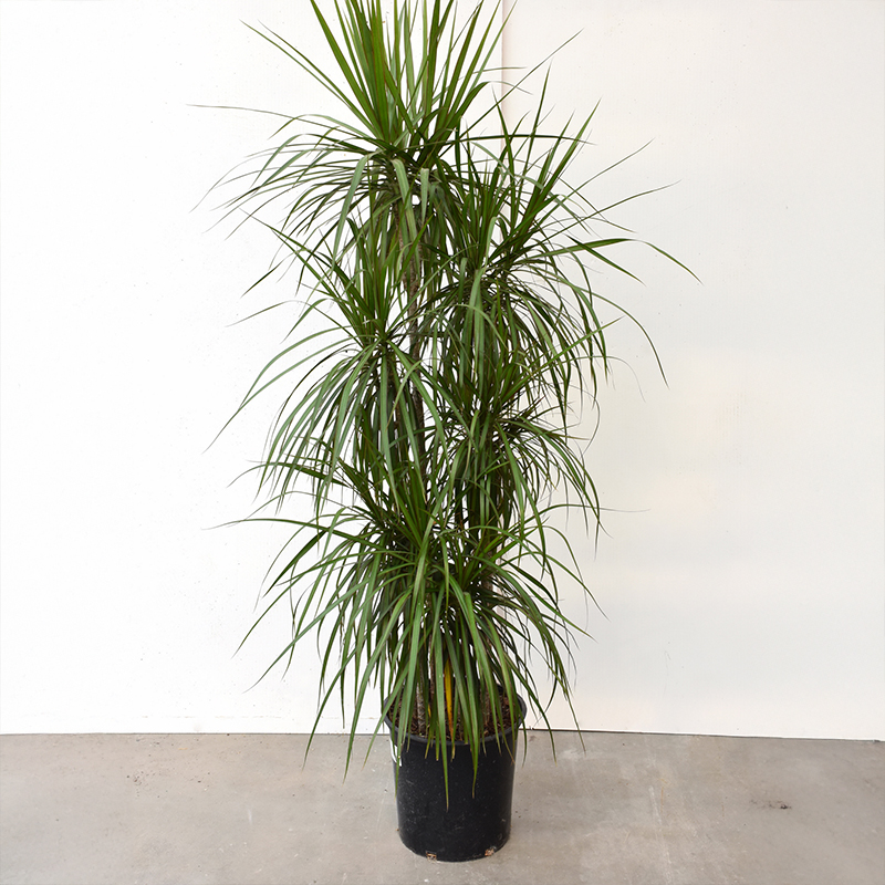 DRACAENA MARGINATA STAGGERED 14"