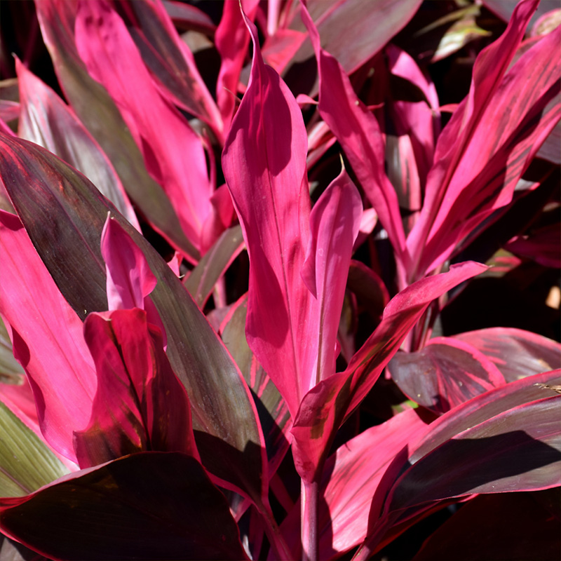 CORDYLINE RED SISTER 10"