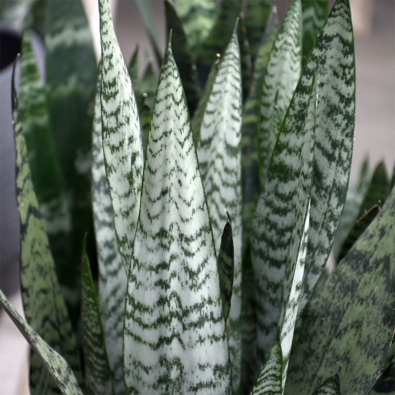 SANSEVIERIA ASSORTED 4" GARYS