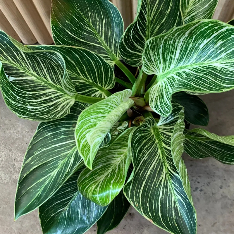 PHILODENDRON HYBRID 6"