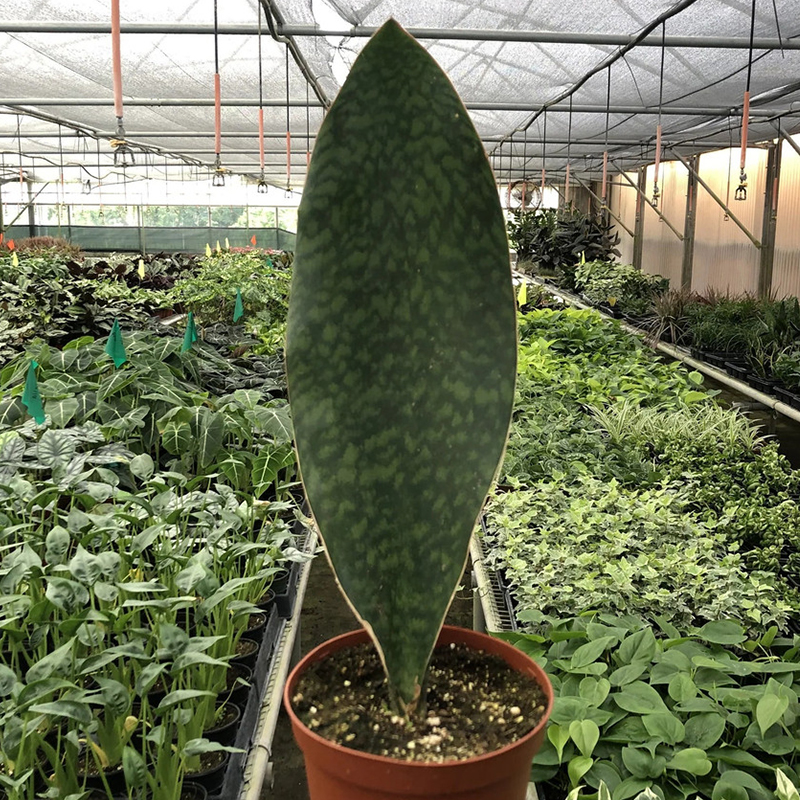 SANSEVIERIA SHARK FIN 6"