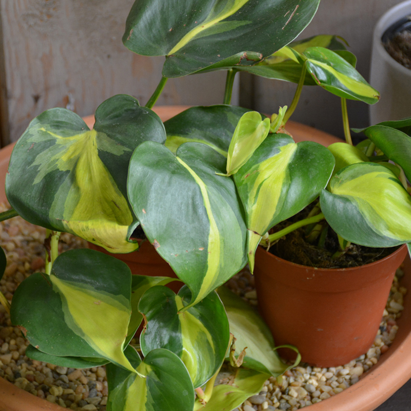 PHILODENDRON BRAZIL 6"