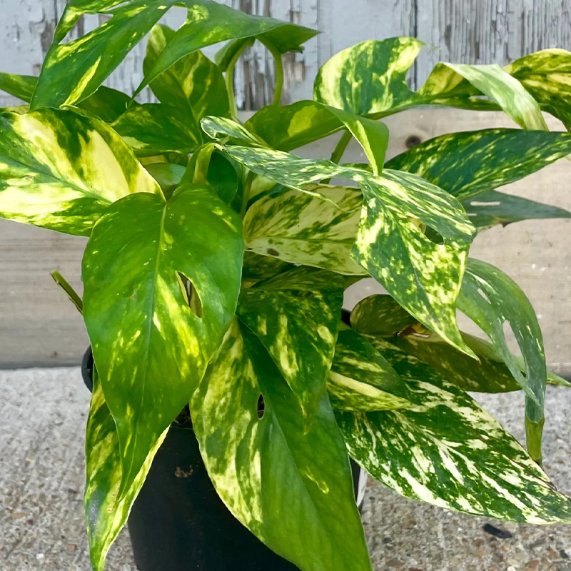 POTHOS YELLOW SUNRISE 6"