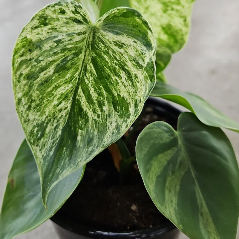 PHILODENDRON VARIEGATED 6"