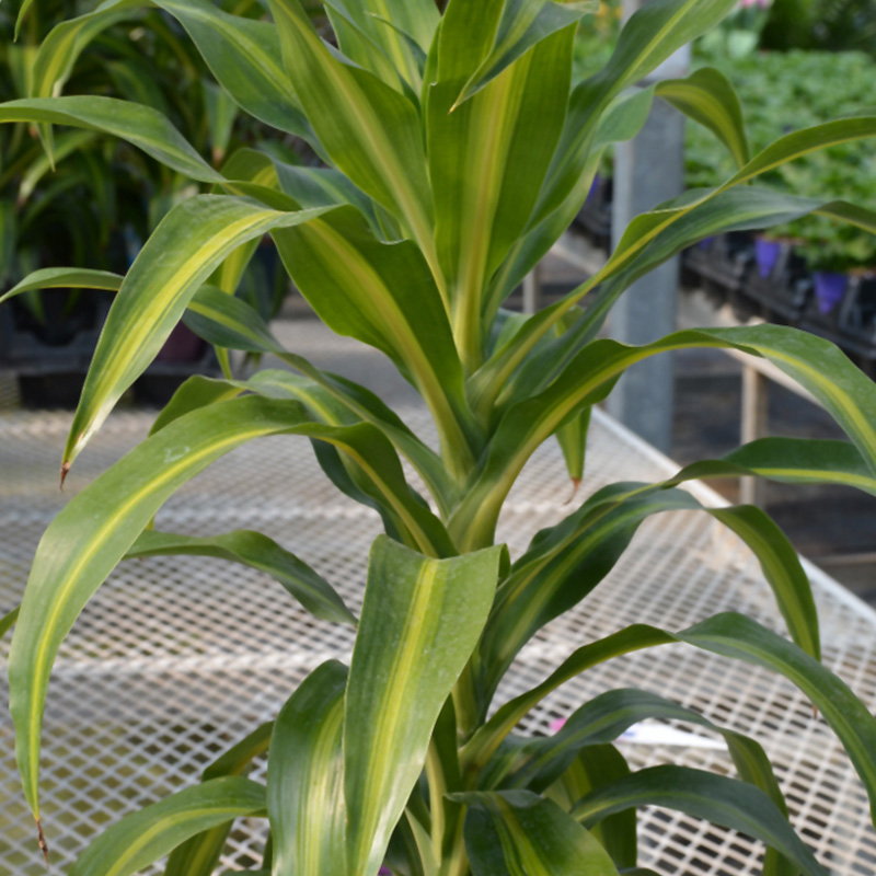 DRACAENA HAWAIIAN SUN CANE 12"