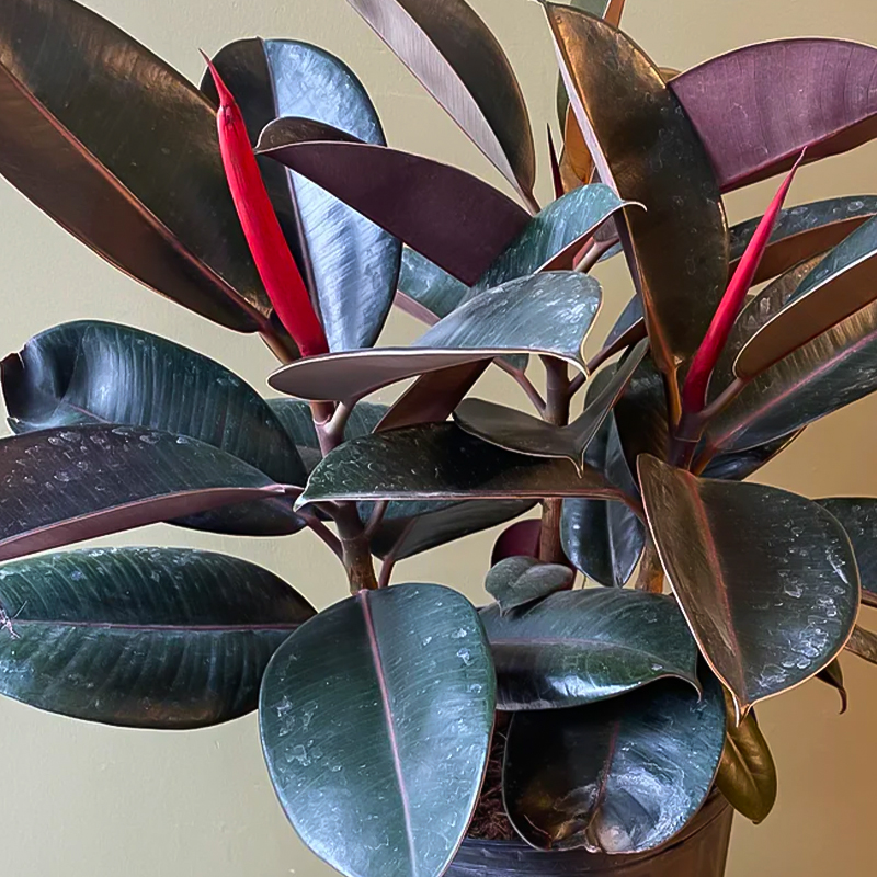 FICUS BURGUNDY STANDARD 8"