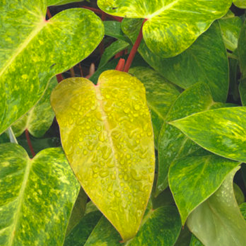 PHILODENDRON PAINTED LADY 6"