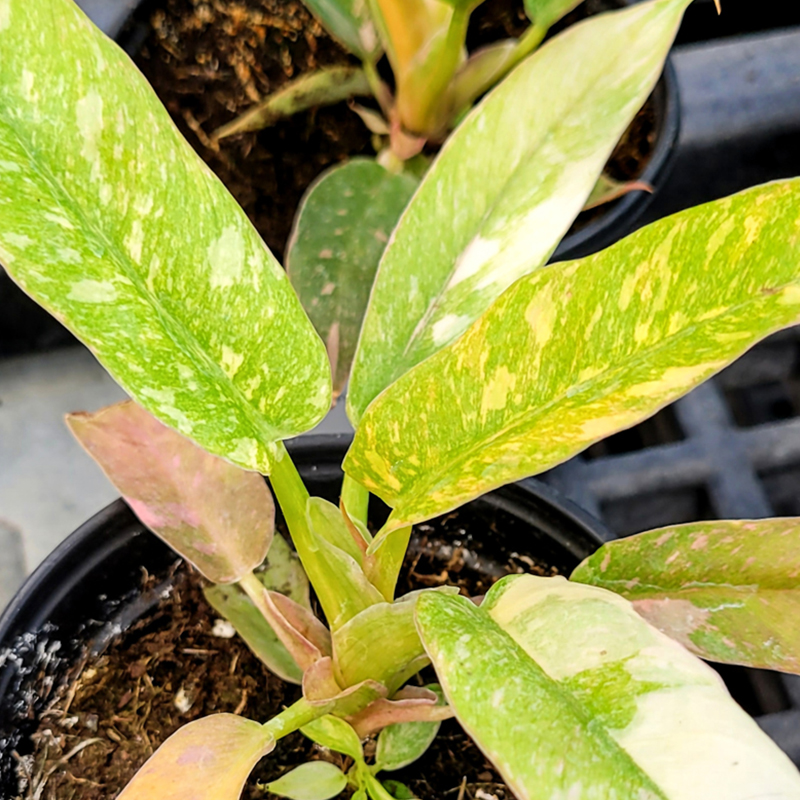 PHILODENDRON RING OF FIRE 12"