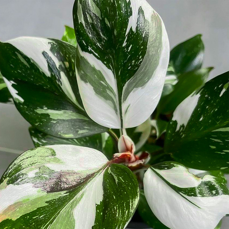 PHILODENDRON WHITE PRINCESS 6"