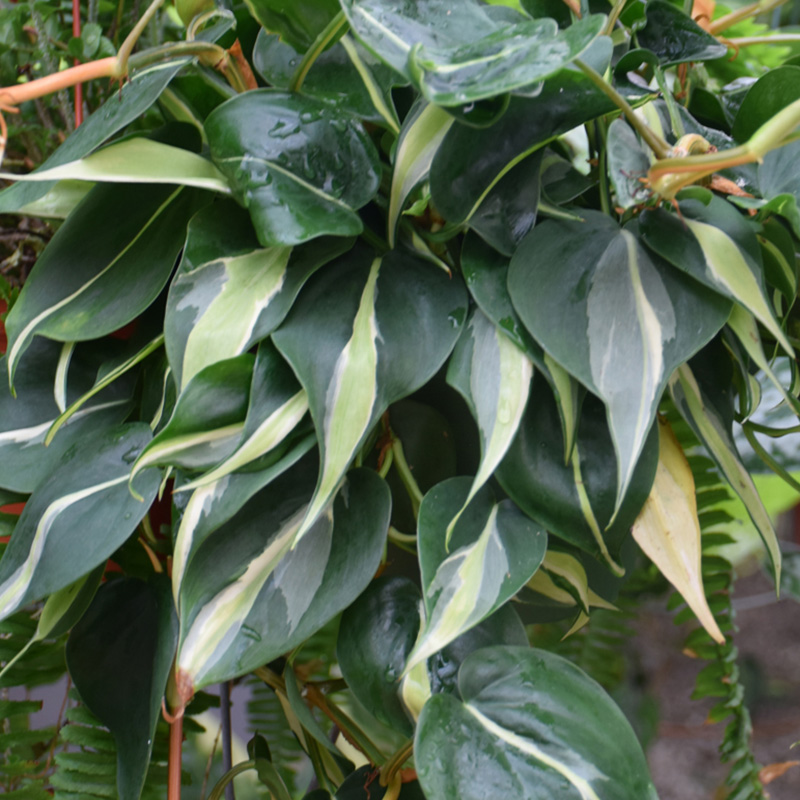 PHILODENDRON RIO 6"