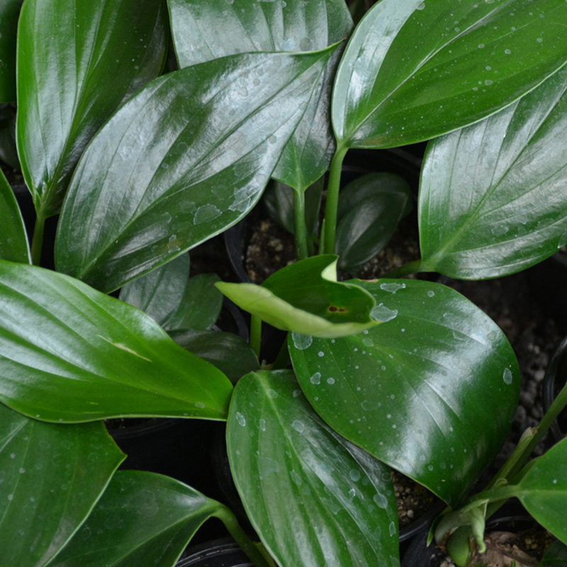 RHAPIDOPHORA DECURSIVA 6"