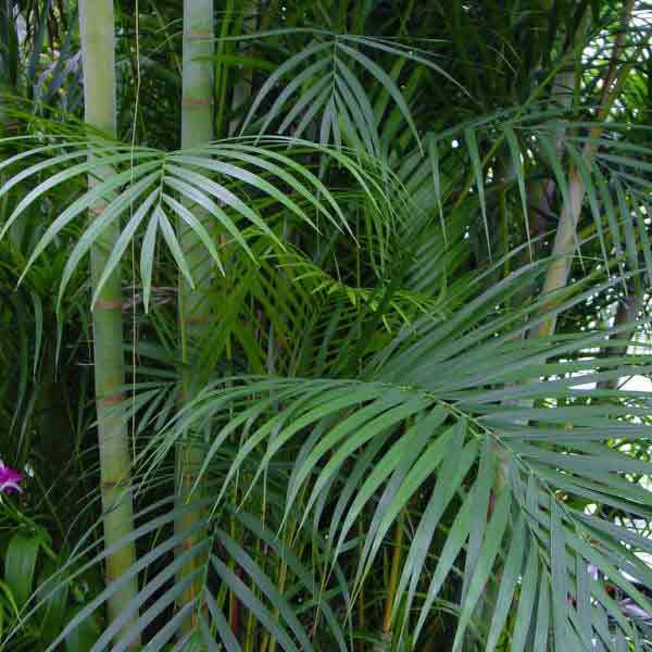 PALM ARECA 21"