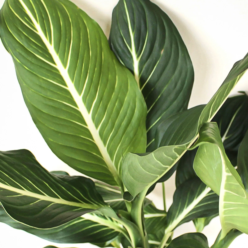 DIEFFENBACHIA STERLING 10"