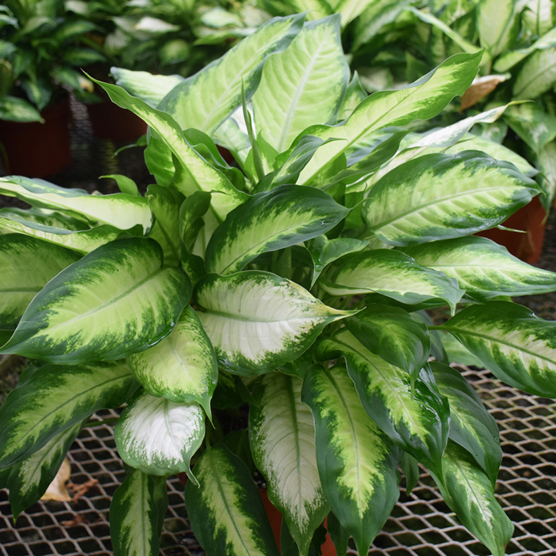 DIEFFENBACHIA CAMILLE 4.5"