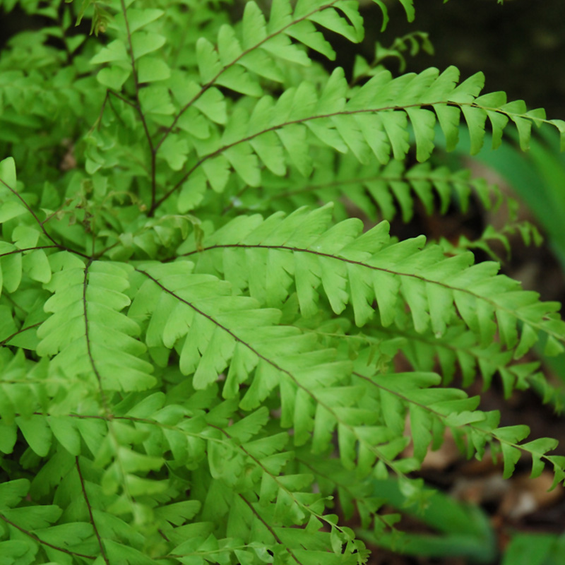 FERN MIX 3.5"