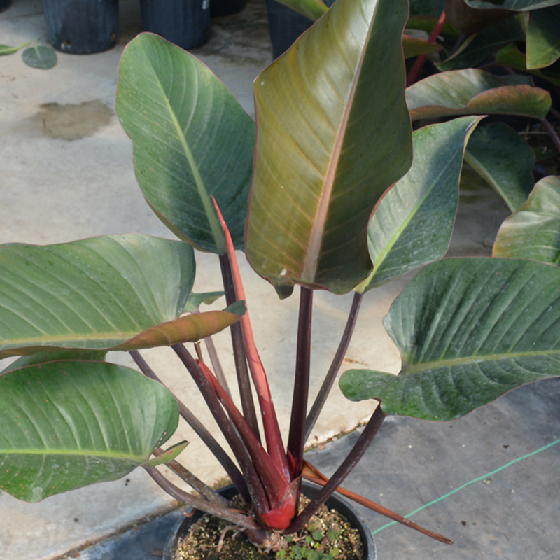 PHILODENDRON ROJO CONGO 10"
