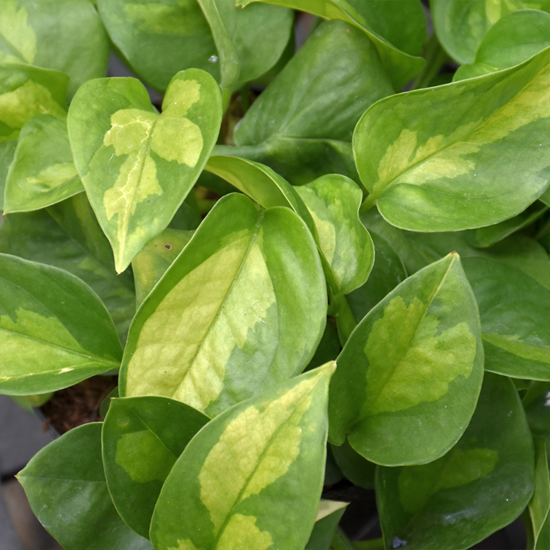 POTHOS GLOBAL GREEN 6"