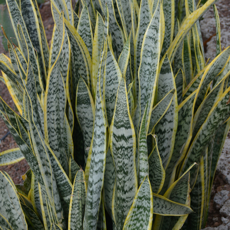 SANSEVIERIA LAURENTII 14"