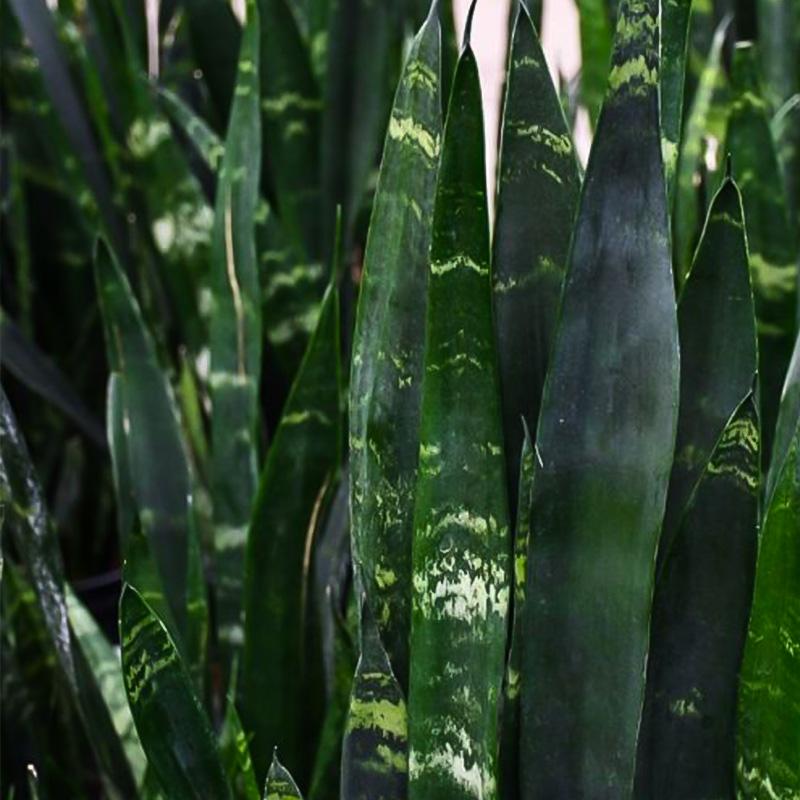 SANSEVIERIA BLACK CORAL 8"