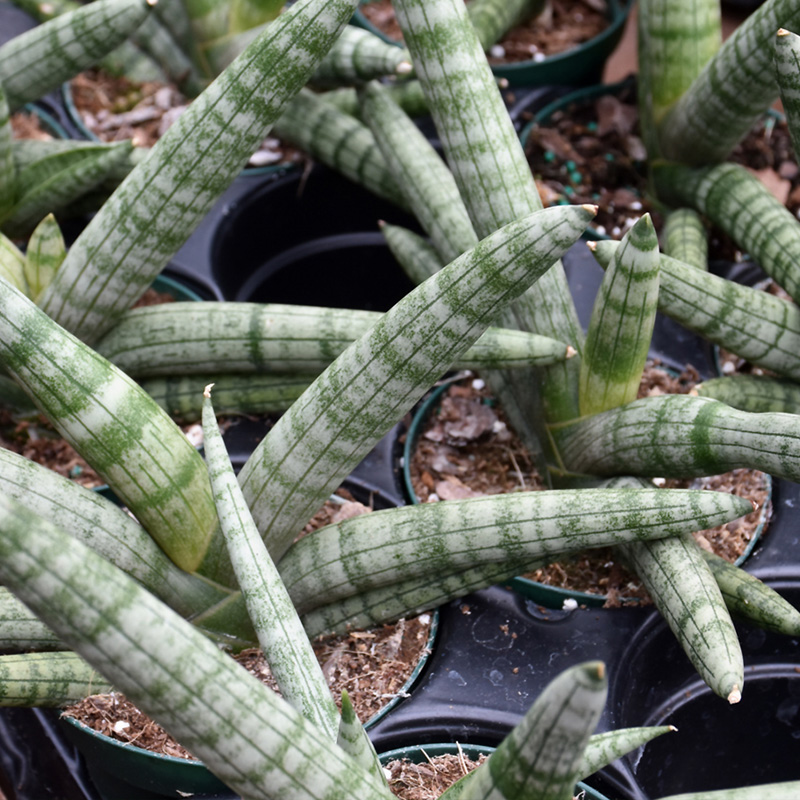SANSEVIERIA STARFISH 5"