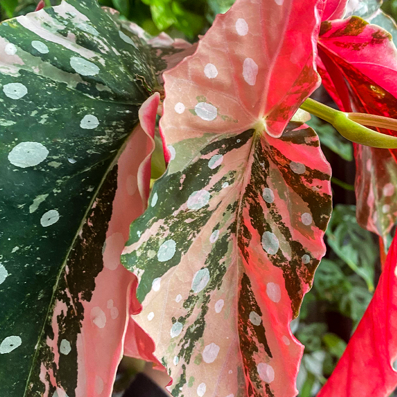 BEGONIA MACULATA PINK 6"