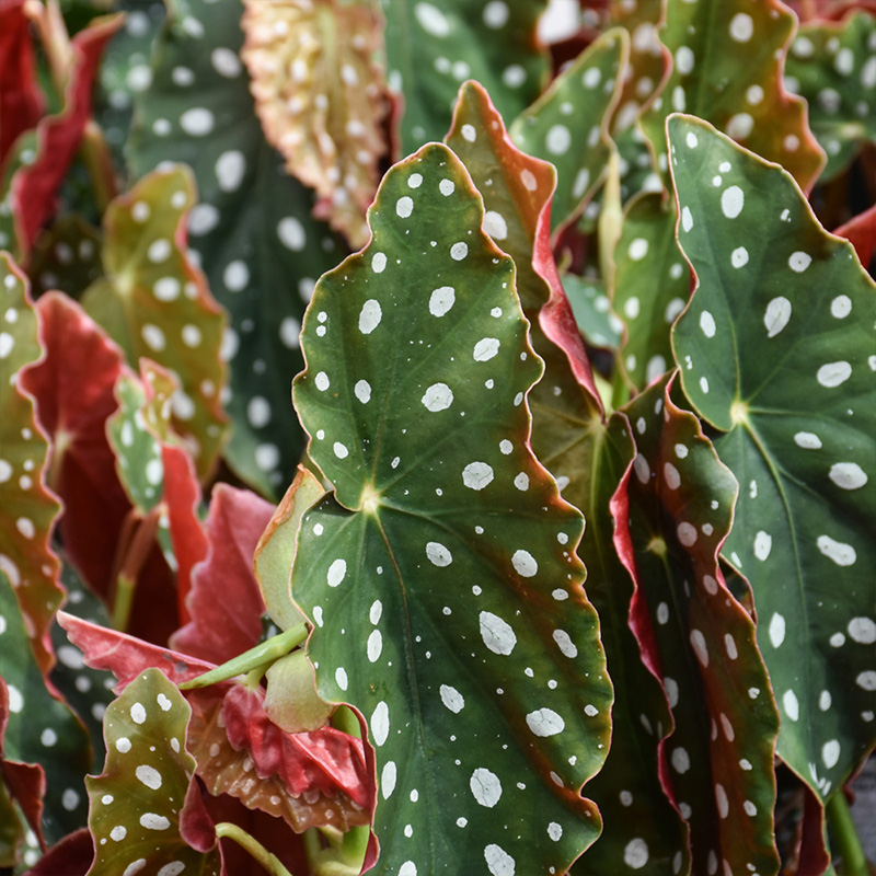 BEGONIA MACULATA PINK 6"