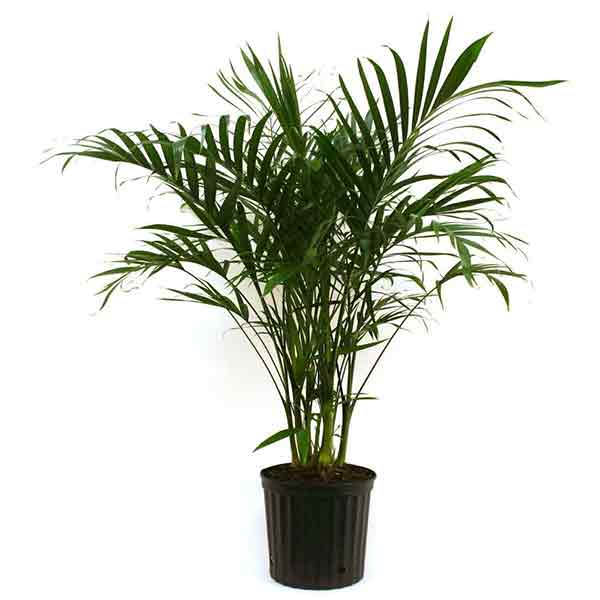 PALM CATARACTARUM 12"