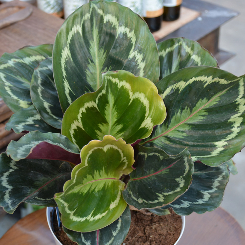 CALATHEA MEDALLION 4.5"