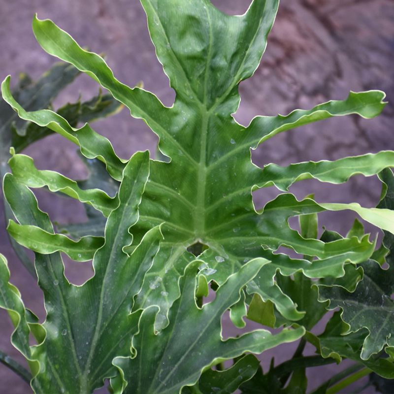 PHILODENDRON LICKETY SPLIT 10"