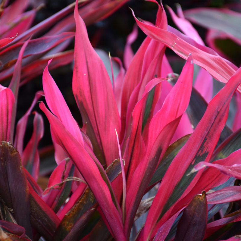 CORDYLINE MARIA 10"