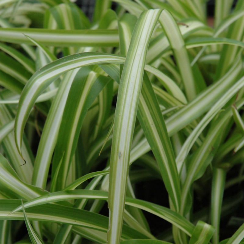 CHLOROPHYTUM SPIDER PLANT 6"