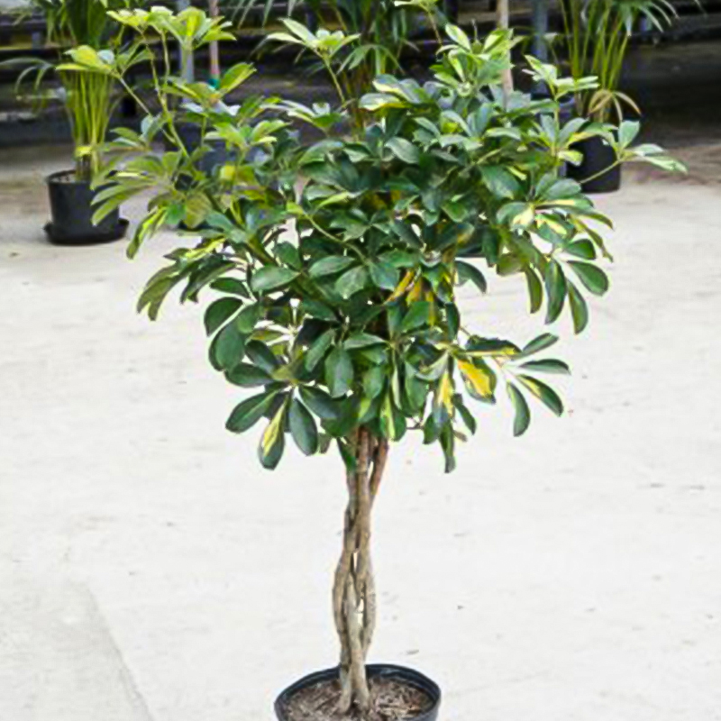 SCHEFFLERA ARBICOLA BRAID 10"