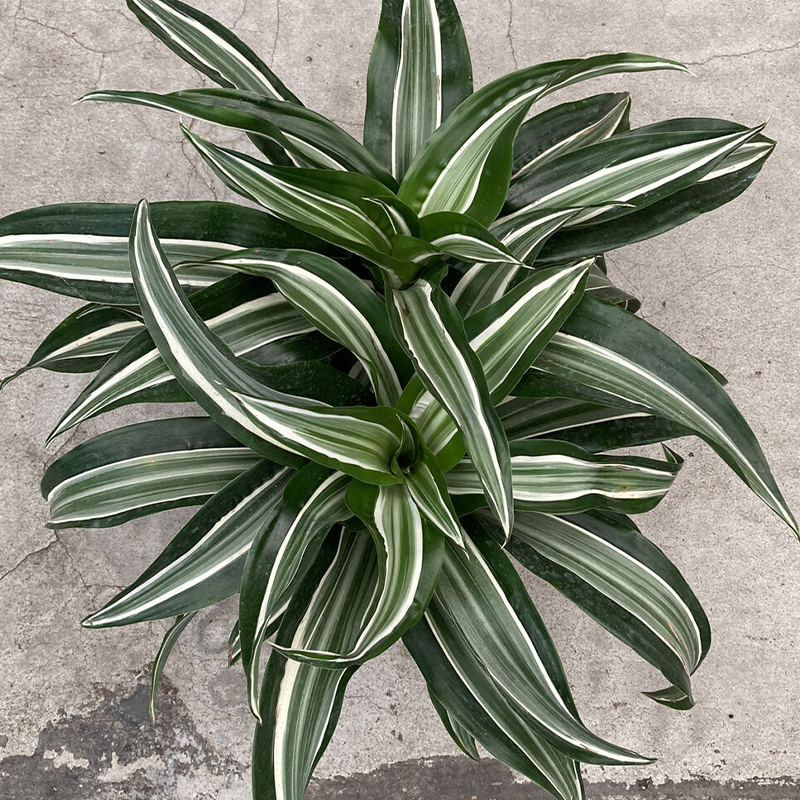 DRACAENA DRAGON SERIES 6"