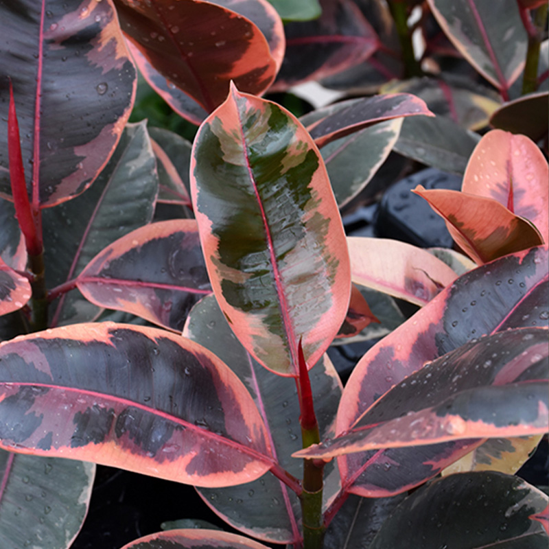 FICUS RUBY 6"