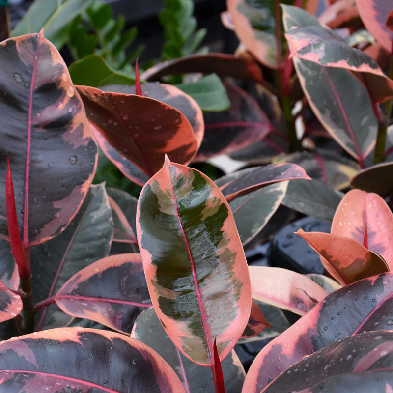 FICUS RUBY RED 4"