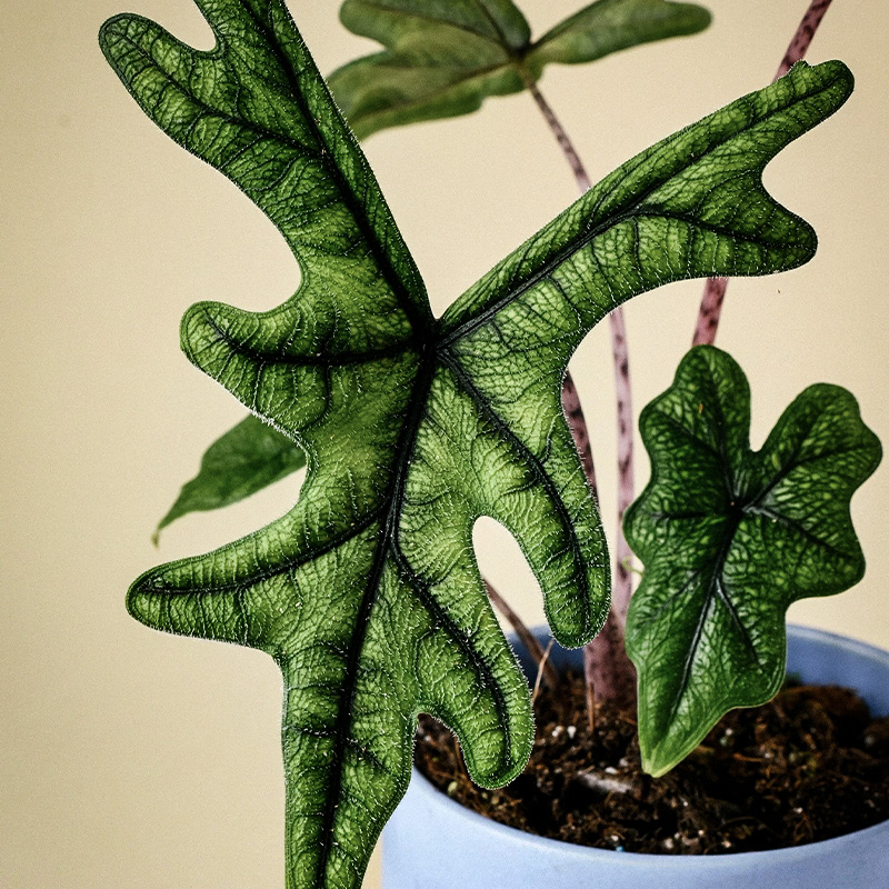 ALOCASIA JACKLYN 2"