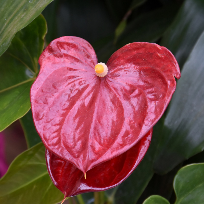ANTHURIUM 10"