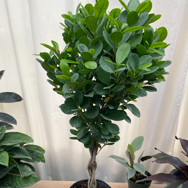 FICUS MOCLAME BRAID 10"